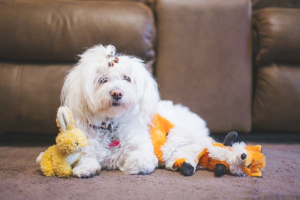 dog, maltese, mammal, vertebrate, dog breed,