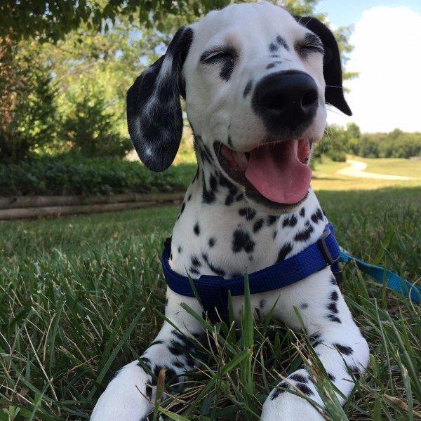 dalmatian, dog breed, dog, dog like mammal, snout,