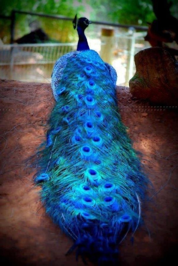 Peacock