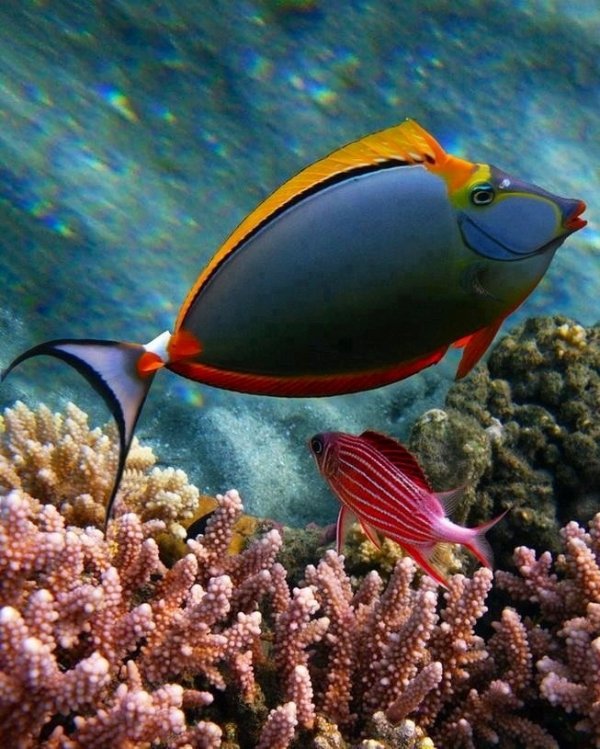 Coral Reef Fish