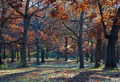 Wolf Road Woods, Palos, Illinois