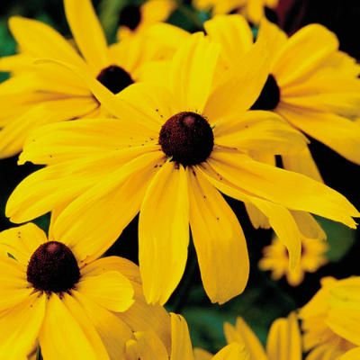 Black Eyed Susan