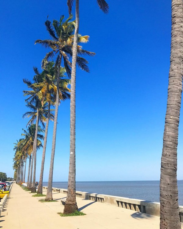 sky, palm tree, arecales, sea, tree,