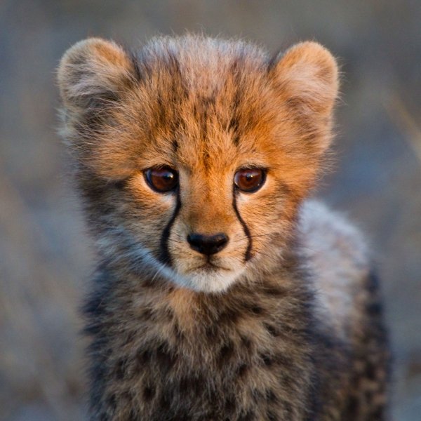 Cheetah