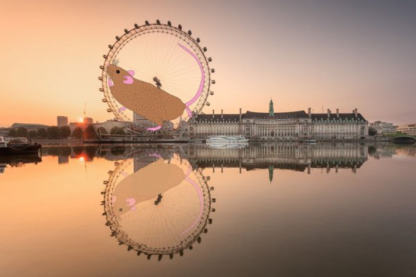 London Eye, reflection, ferris wheel, morning, evening,