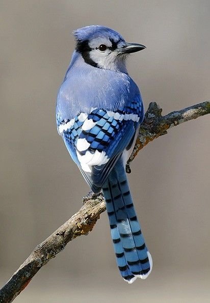 Blue Jay