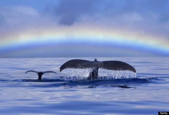 Baby Humpbacks