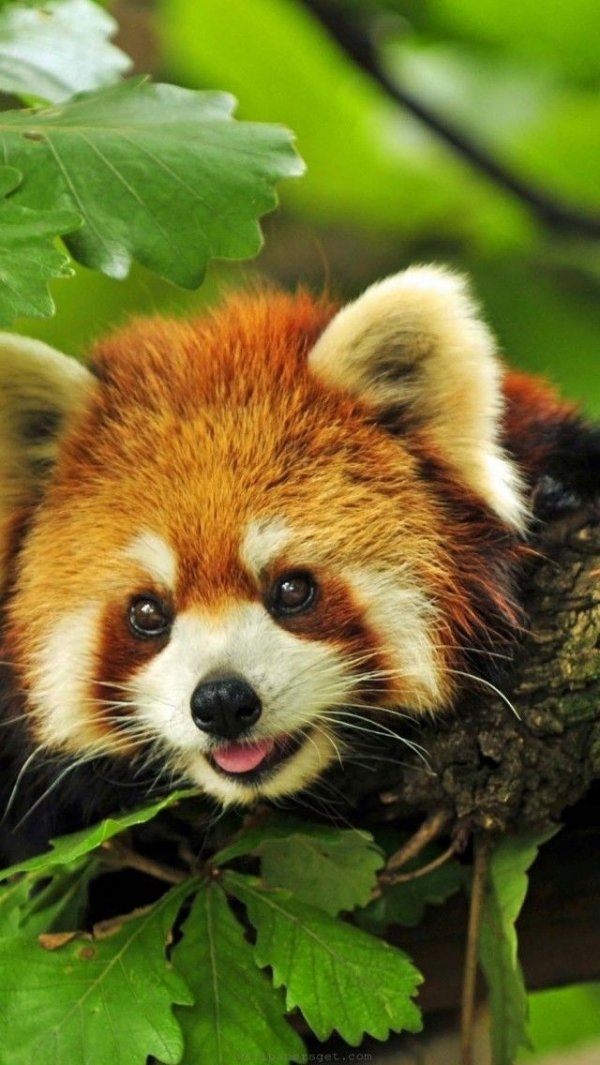 Red Panda