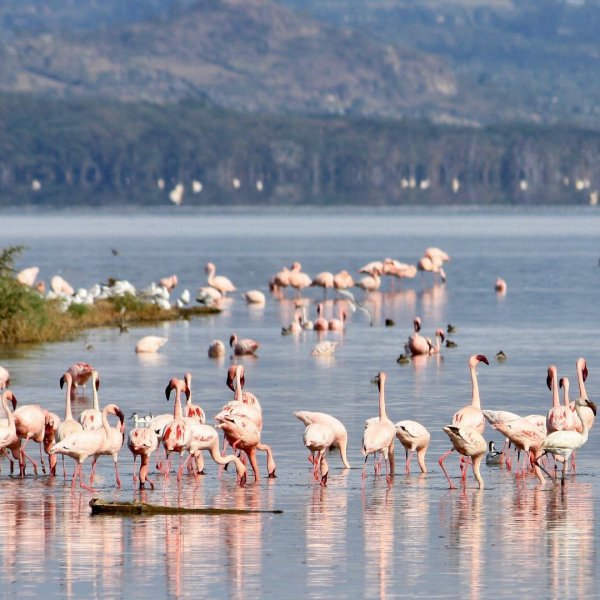 Flamingo, Bird, Greater flamingo, Water bird, Beak,