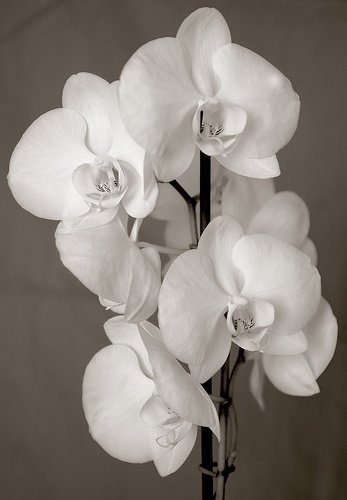 White Orchids