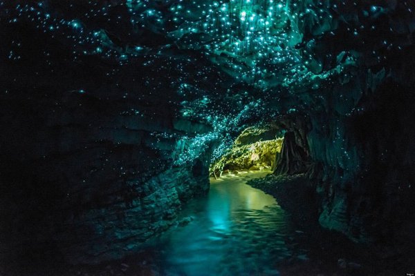 Magic Glow Worm Lantern at Waitomo Glowing Caves, New Zealand