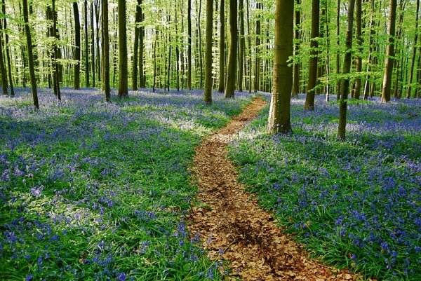 Halle's Wood (Belgium)