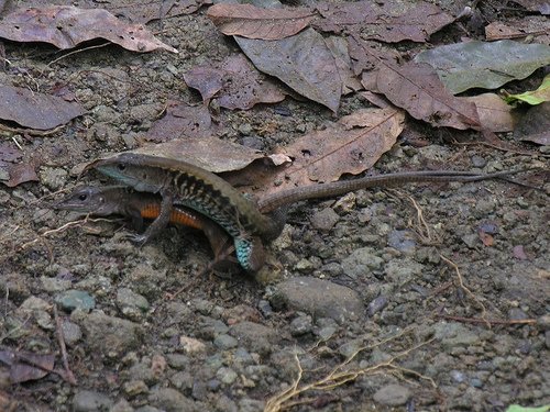 Whiptail Lizard