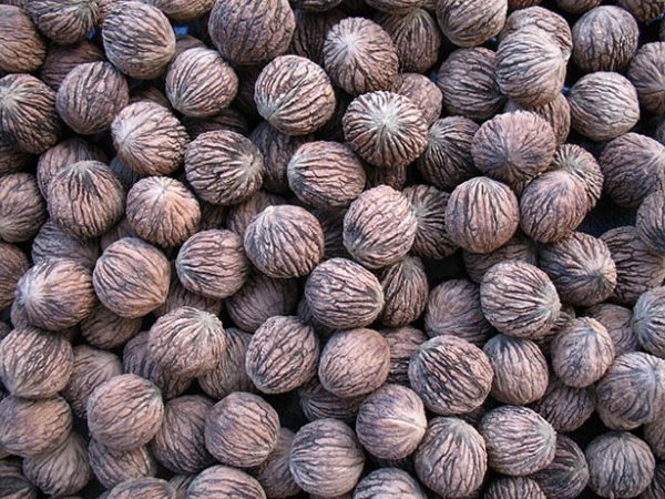 Black Walnut