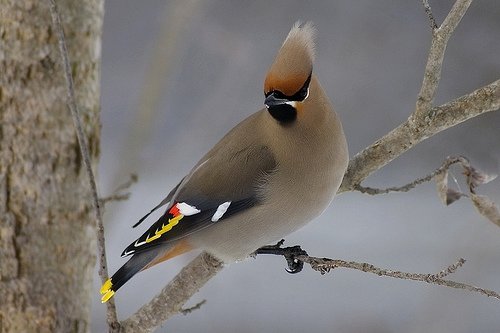 Bohemian Waxwing