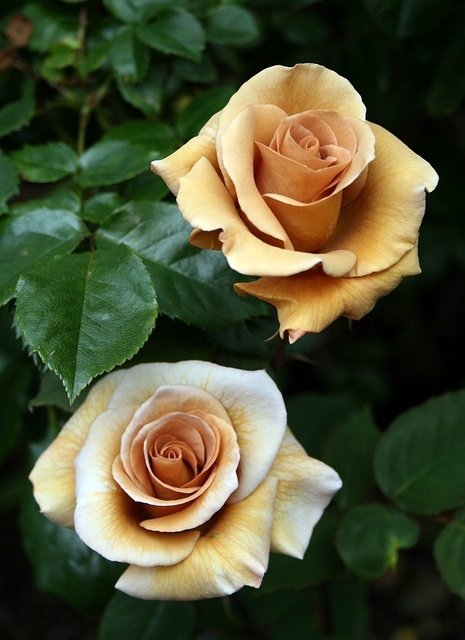 Irish Creme Roses