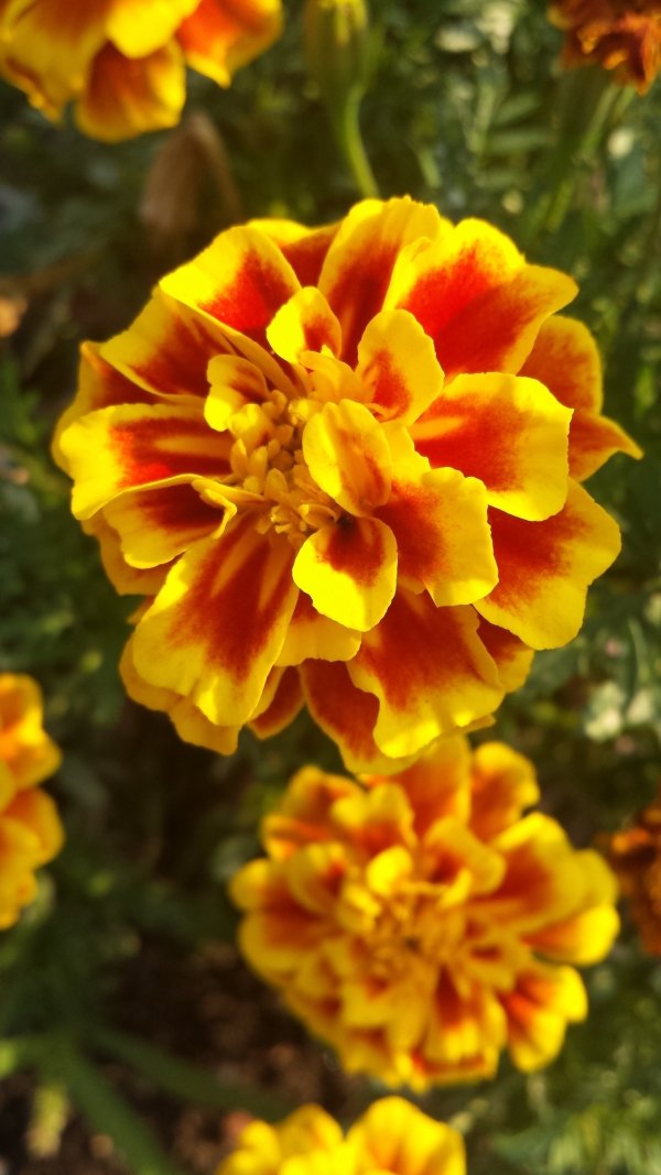 French Marigolds