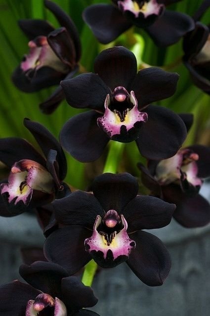 Black Orchids