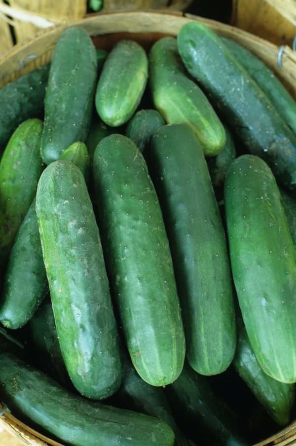 Cucumber