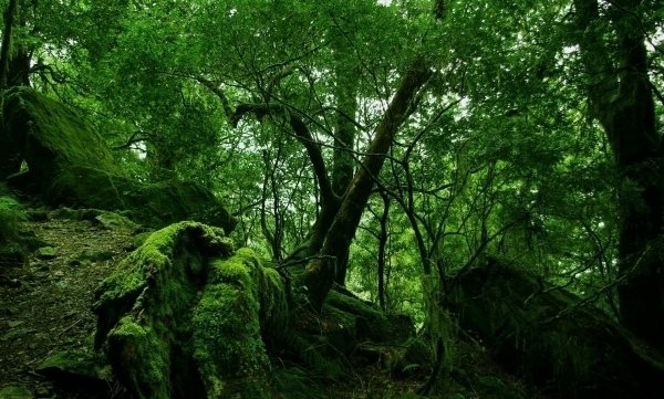 Rainforests Will Make Future Medicines