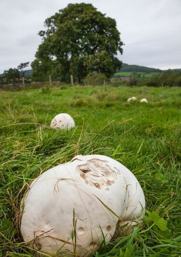 Giant Puffballs