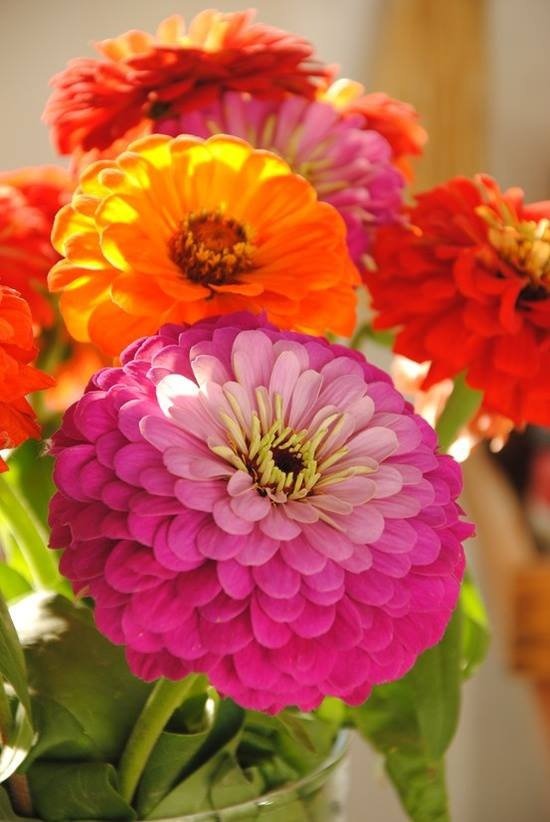 Zinnias