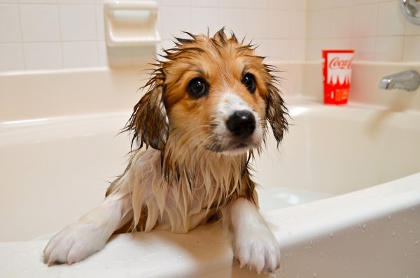 Pour Water on the Dog