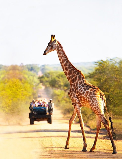 Join a Safari in Botswana