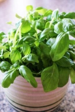 Potted Herbs