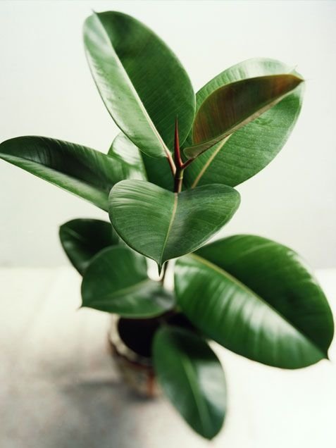 Rubber Plant