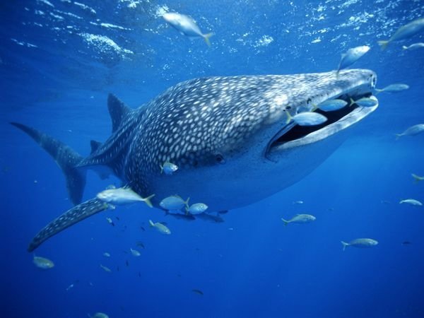 Requin-baleine