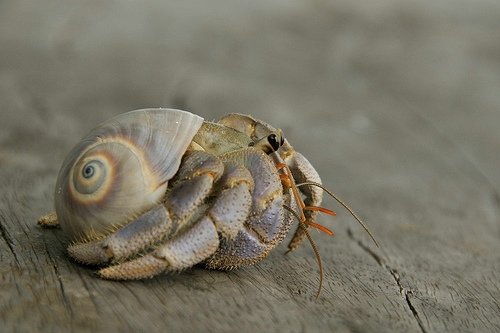 Hermit Crab