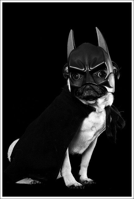 I'm Batpug!