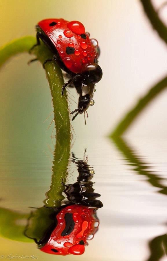 red,macro photography,green,insect,photography,