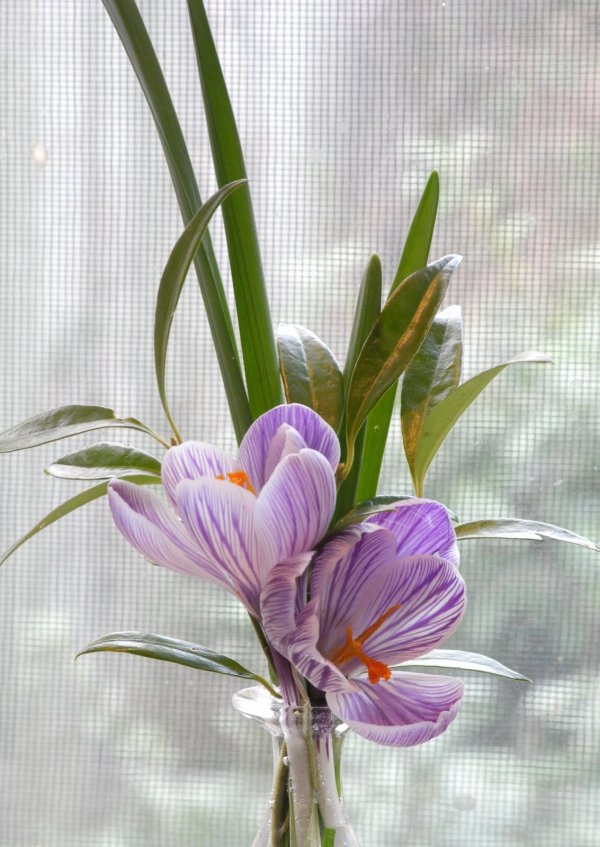 Crocus