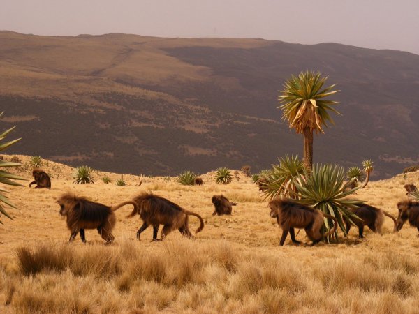 Simien Mountains National Park, Ethiopia