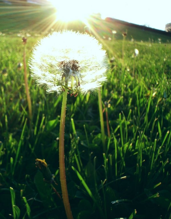 Dandelion