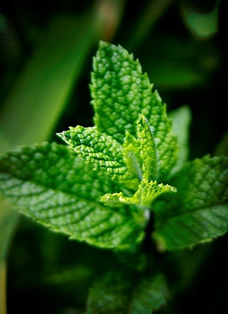 green,nature,plant,flora,leaf,