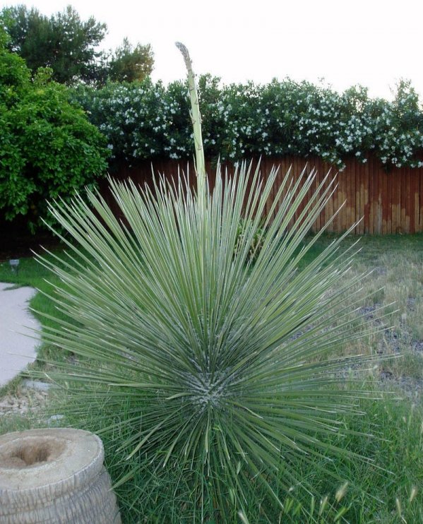 Blue Beargrass Tree