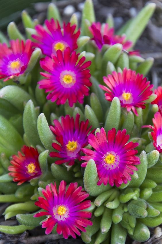 Ice Plant