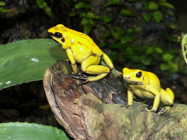 Golden Poison Frog