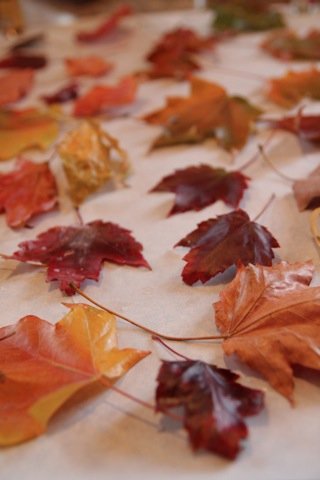 Preserve Your Leaves for Longer