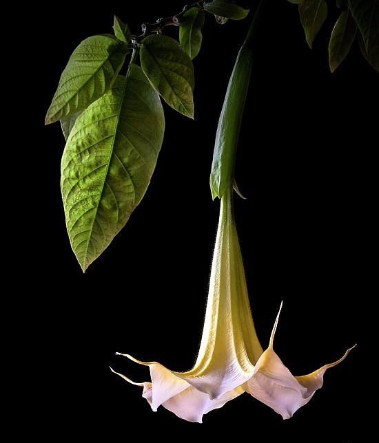 plant, flower, flora, leaf, datura,