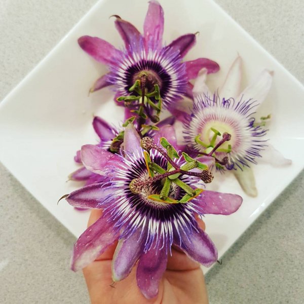 flower, passion flower, passion flower family, plant, flowering plant,