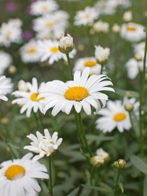 Shasta Daisy