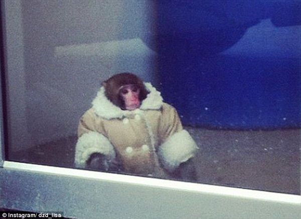 IKEA Monkey