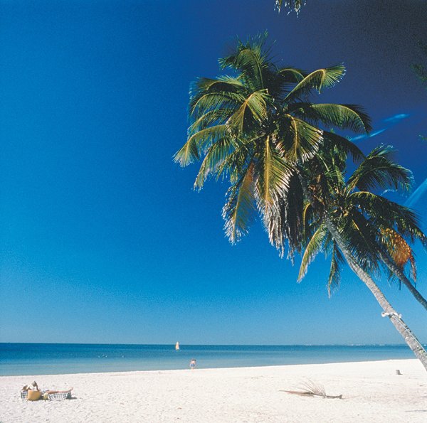 sky,tree,body of water,sea,beach,