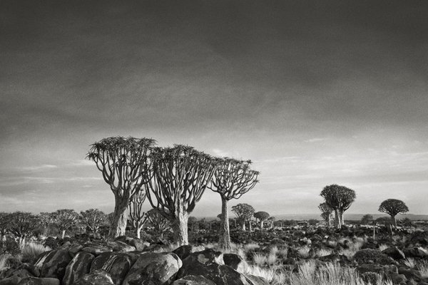 Quiver Tree Forest