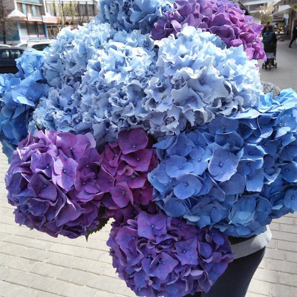 flower, hydrangea, plant, blue, hydrangeaceae,