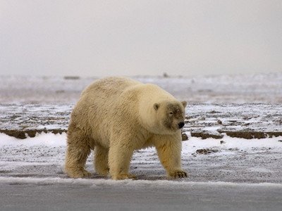 Grolar Bears